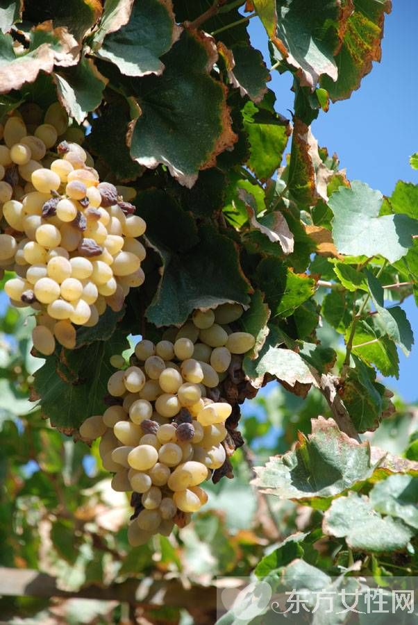 马奶葡萄的营养价值有多高 这些人群不宜多吃