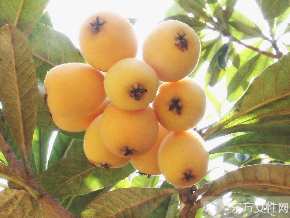 枇杷的功效与作用 枇杷的饮食禁忌一定要牢记