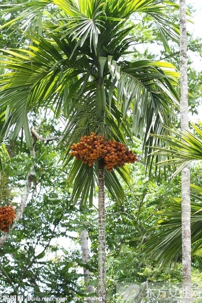 槟榔的危害有哪些 槟榔的六大药理作用