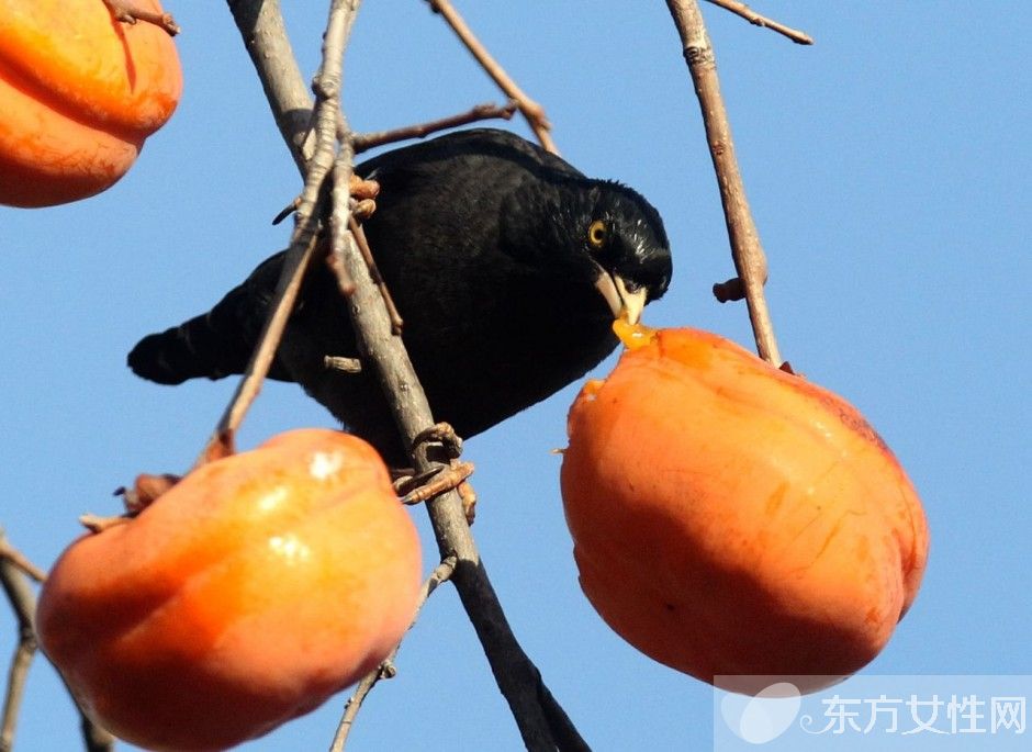 清肺的食物有哪些 这些清肺食谱医生都说好哦