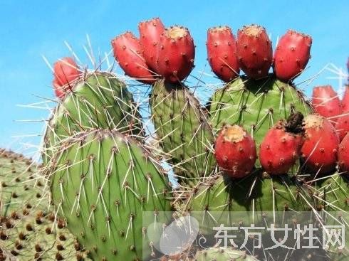 仙人掌果的功效与作用 仙人掌果怎么吃