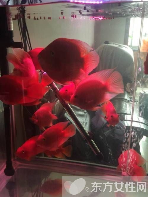 血红鹦鹉鱼怎么养 五大饲养技巧教会你