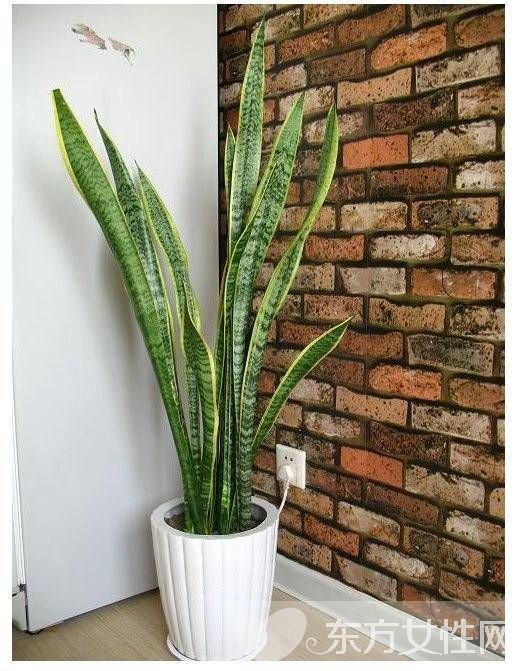 虎皮兰的三大风水作用 虎皮兰对家居环境还有这影响