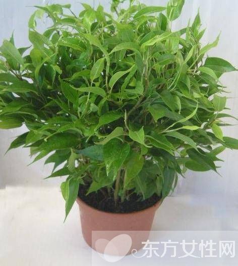 防辐射植物的最佳选择 这些植物可以净化空气哦