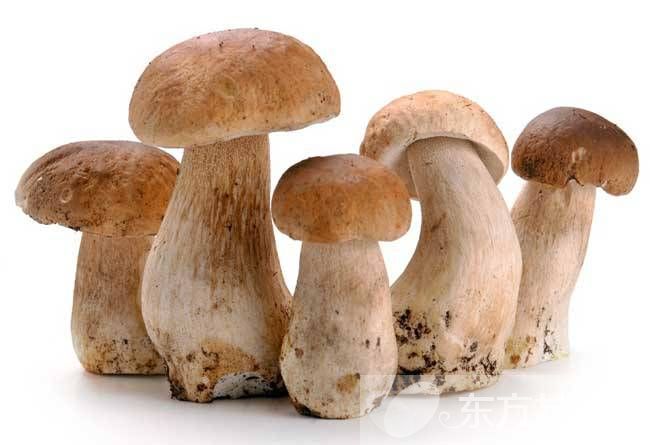 草菇的营养价值有哪些 推荐草菇的两大食疗法