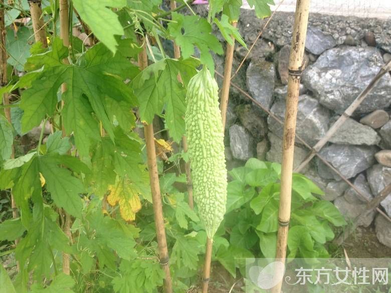 苦瓜的功效与作用 苦瓜泡水喝效果好过祛痘产品