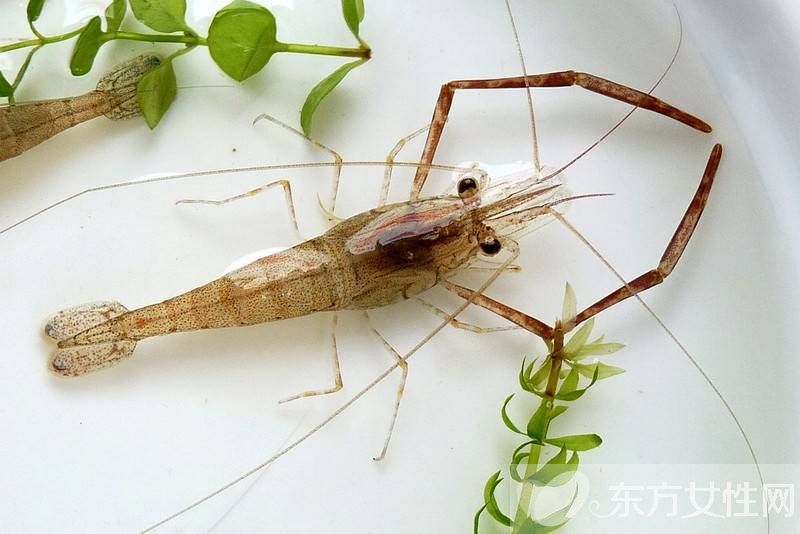 河虾怎么洗 河虾这么做色香味俱全