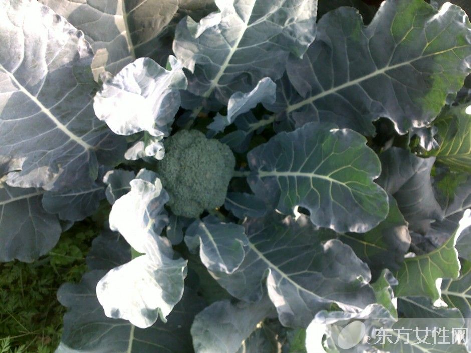 西兰花的营养价值 西兰花的4种食用方法