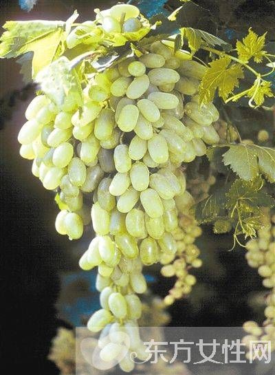 马奶葡萄的营养价值有多高 这些人群不宜多吃