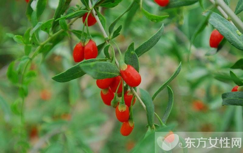 枸杞的产地在哪 小小枸杞居然有这么多的妙用