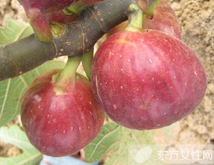 无花果的功效与作用 无花果怎么做更好吃呢
