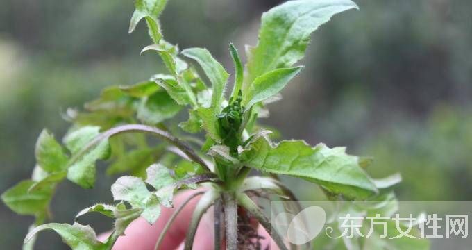 春季养生保健知识 春天吃这些一年不生病