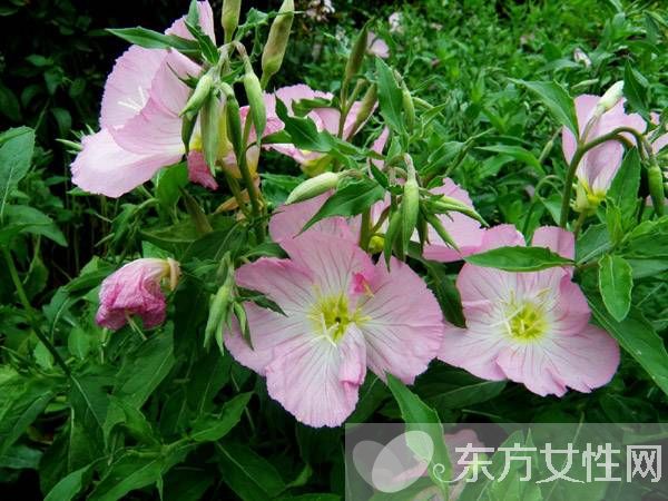 月见草的作用与功效 月见草的食疗方法推荐