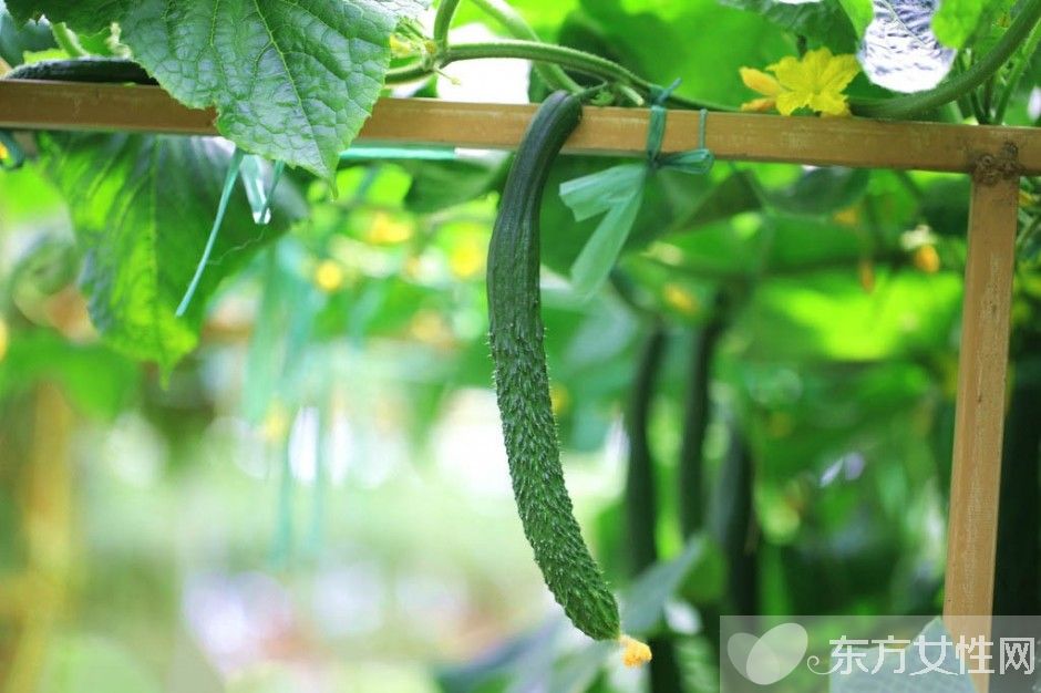 四季饮食养生之夏季最佳清热排毒食物推荐