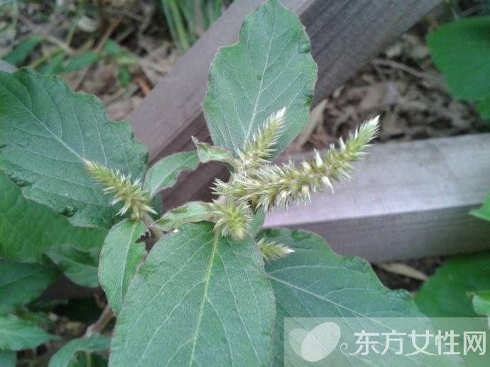 二陈汤的功效与作用 二陈汤什么时候喝比较好