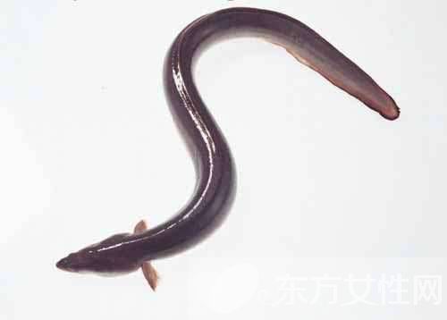 女性健康饮食食谱推荐 这些食物让女性留住美丽