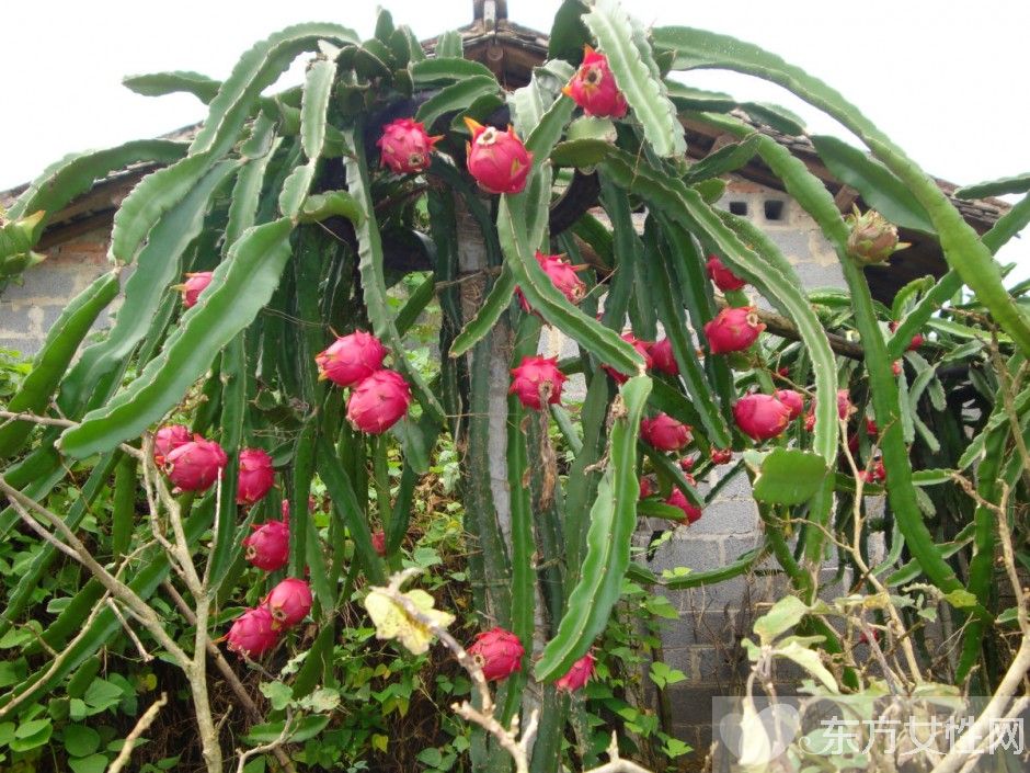 吃火龙果的好处与坏处 美味火龙果居然还能减肥