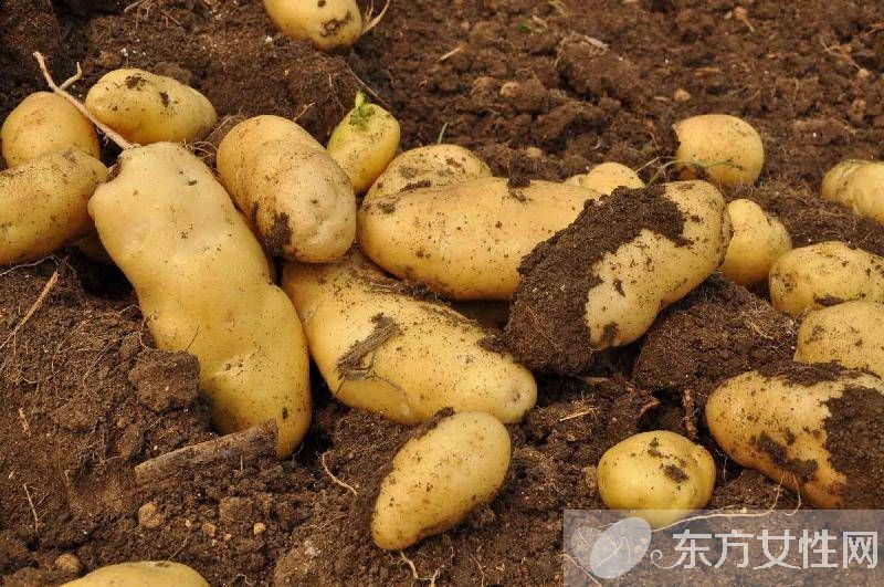 马铃薯是土豆吗 马铃薯家常美味做法推荐