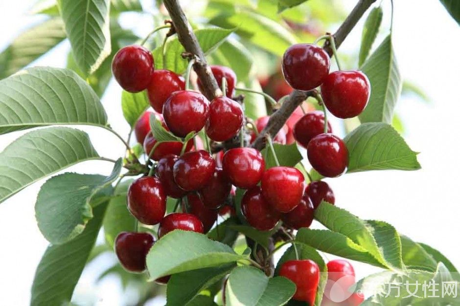 吃樱桃有什么好处 樱桃的美味食疗方法推荐