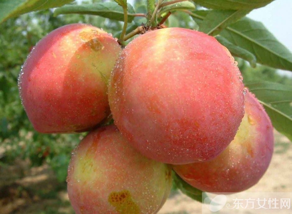 桃子吃多了会怎么样 这类人群不宜吃桃子哦