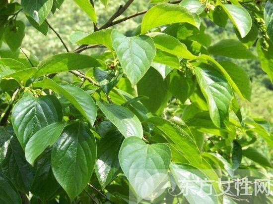 柿子叶的功效与作用 柿子叶居然还有淡斑美白的功效