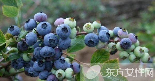 蓝莓的营养价值及功效 蓝莓吃多了后果很严重哦
