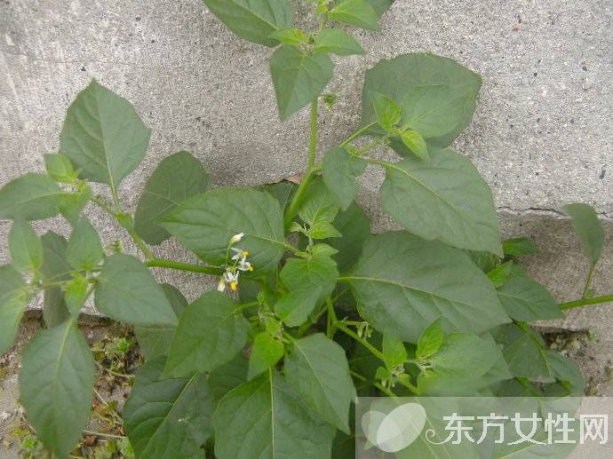 红霉素软膏祛痘效果好吗 日常祛痘小妙招推荐