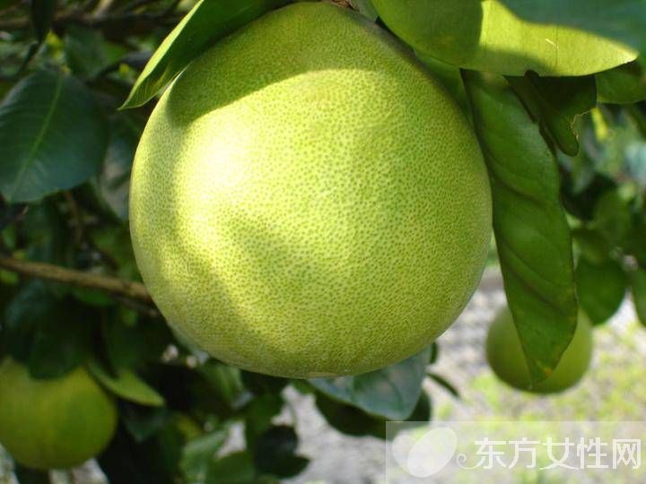柚子在什么季节成熟 柚子与药品同食后果太吓人