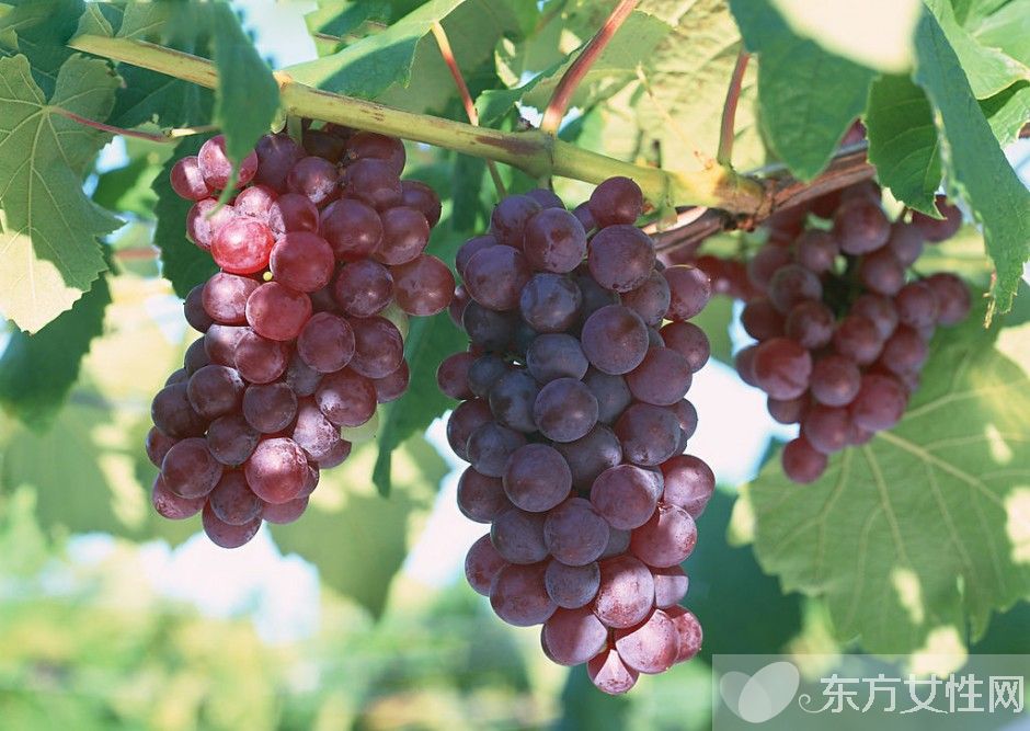 哪些食物可以化痰 健康又美味的大自然良药