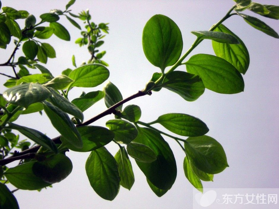 柿子叶的功效与作用 柿子叶居然还有淡斑美白的功效