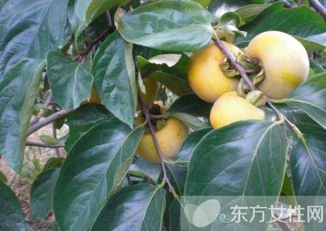 柿子叶的功效与作用 柿子叶居然还有淡斑美白的功效