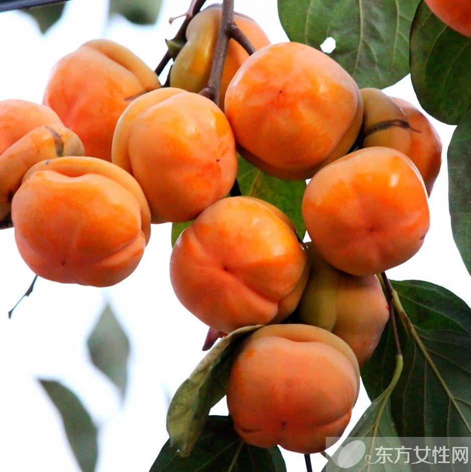 什么食物可以化痰 这些止咳化痰秘方拿好