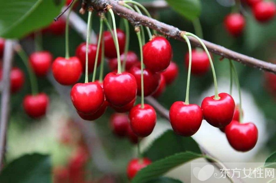 吃樱桃有什么好处 樱桃的美味食疗方法推荐