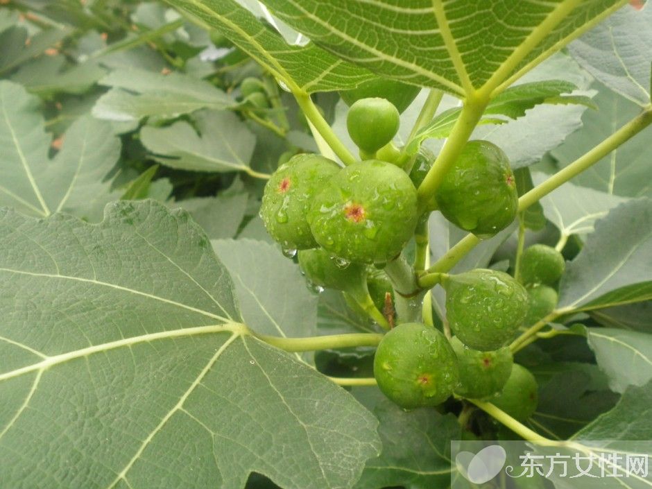 无花果的功效与作用 无花果怎么做更好吃呢