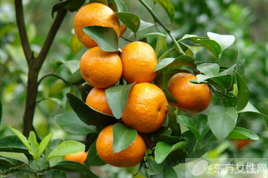 橘子的营养价值及食用功效 橘子吃多了后果很严重