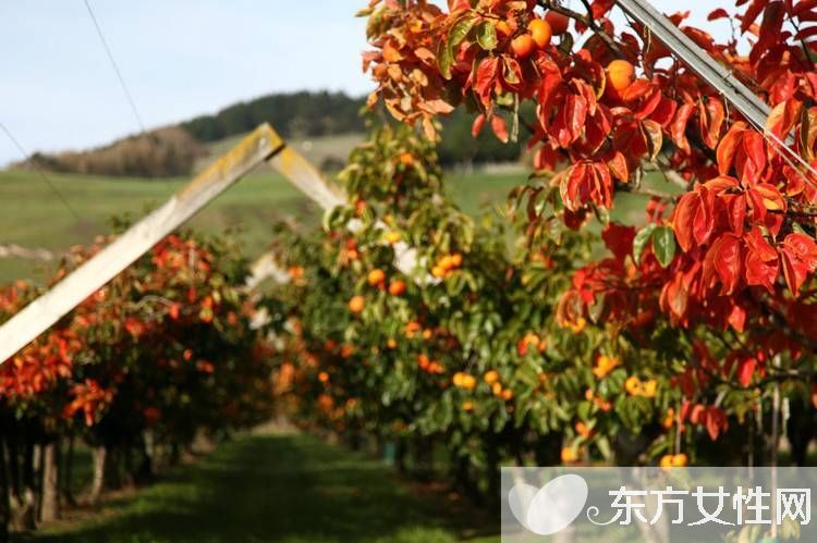 柿子叶的功效与作用 柿子叶居然还有淡斑美白的功效