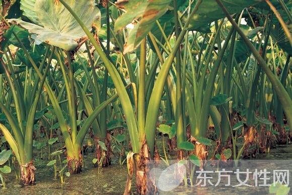 毛芋头的功效与作用 及好吃的做法大全