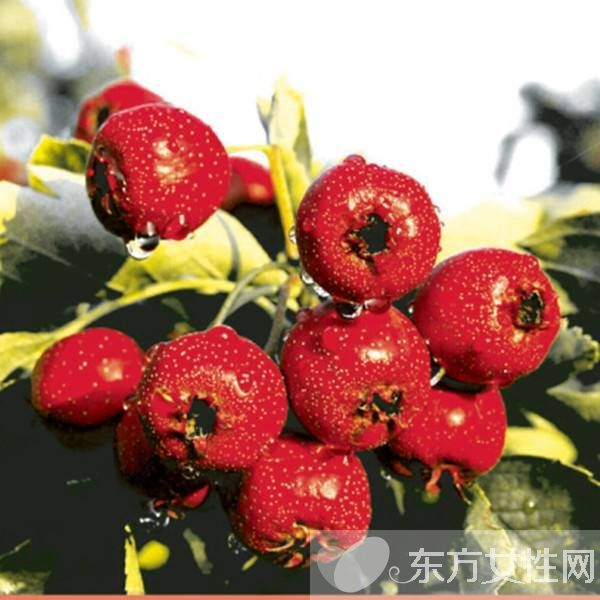 自制山楂糕的做法步骤 细数山楂的六大作用