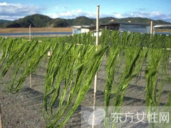 海苔和紫菜区别 哪一个比较有营养呢