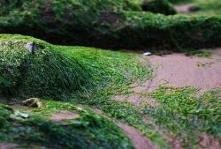 海苔和紫菜区别 哪一个比较有营养呢