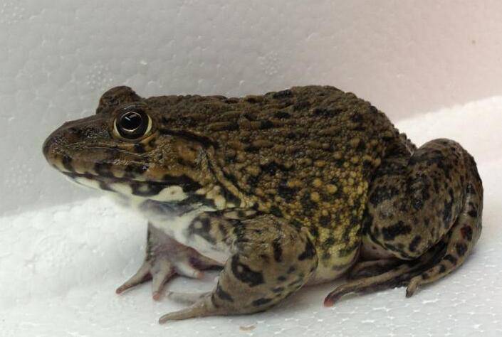 解读田鸡的营养价值 三款田鸡汤美味又健康