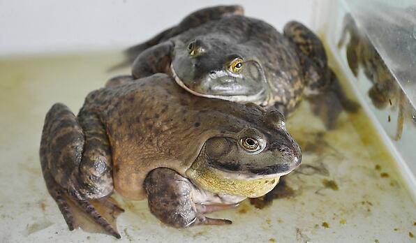 牛蛙对健康益处大 揭牛蛙三种家常做法