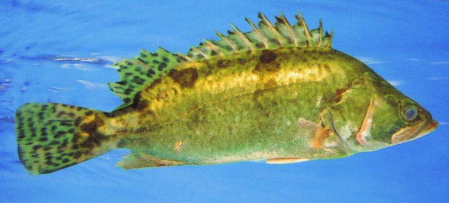 揭松鼠桂鱼的来历 手把手教你松鼠桂鱼4种做法