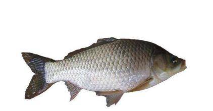 鲫鱼汤的做法大全 吃鲫鱼的4个禁忌