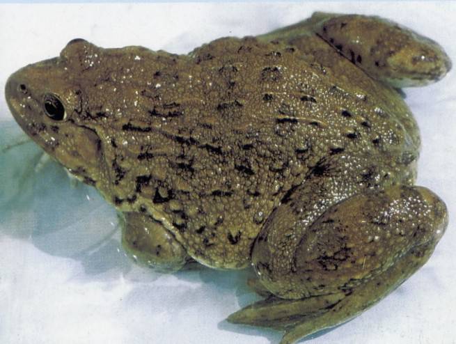 解读田鸡的营养价值 三款田鸡汤美味又健康