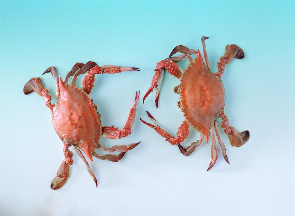 海蟹的两种家常做法 哪种人不宜吃海蟹