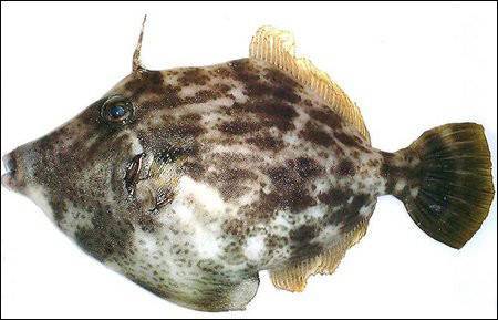 吃鱼前晒照片 竟捡回了一条命