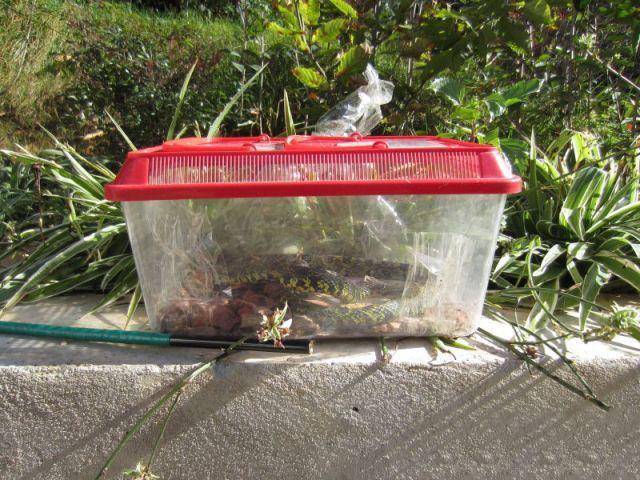 大学生宿舍养毒蛇 学生因害怕检查将毒蛇藏在衣柜