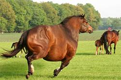 易胖体质是一种怎样的体验 血泪减肥史想想都心酸