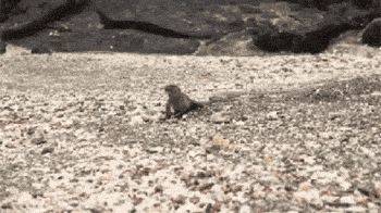 海滩群蛇追杀海蜥蜴 小蜥蜴还是成功脱身